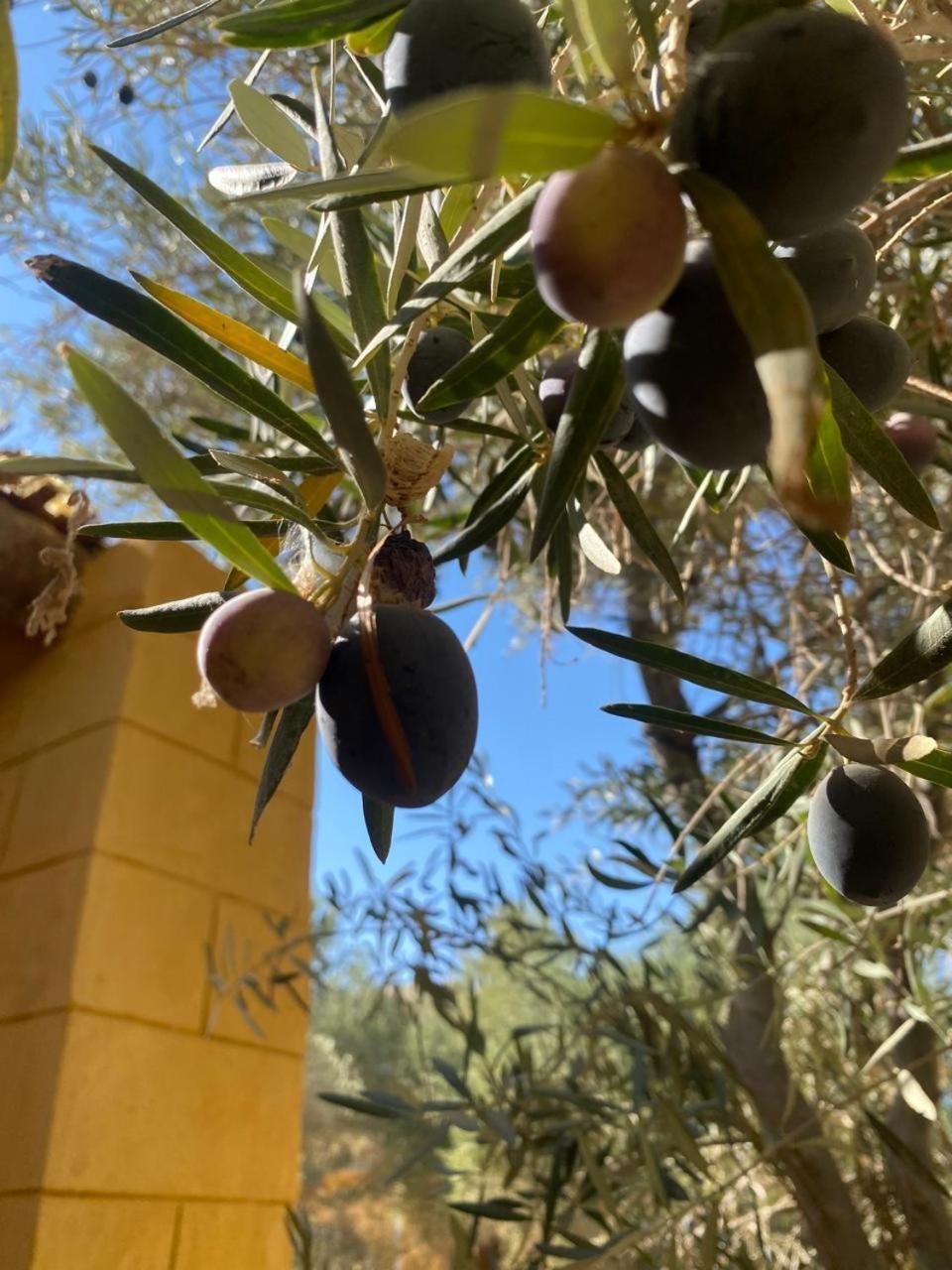 Fada Morgana Hotell Siwa Oasis Eksteriør bilde